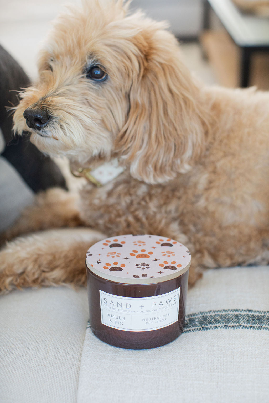 Aromatic Sand + Paws Amber & Fig 12 oz scented candle