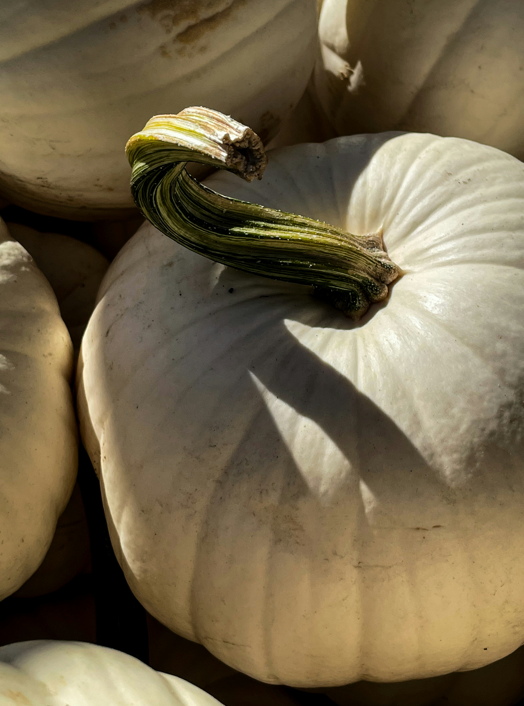 Elegant White Pumpkin 15.7 oz Liquid Hand Soap
