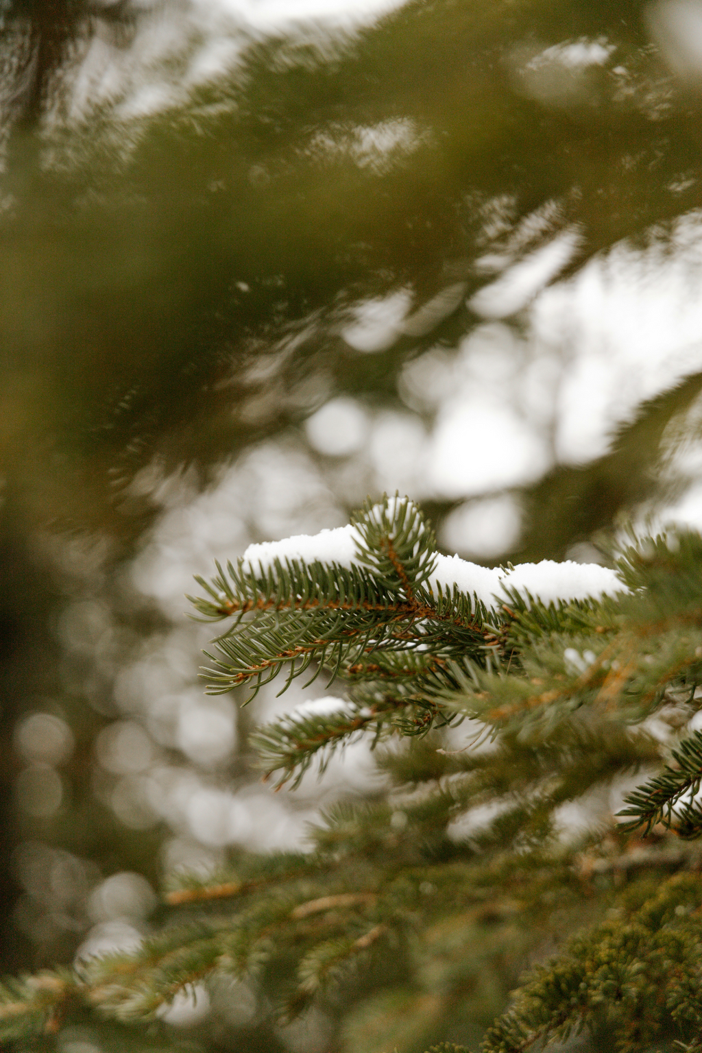 Aromatic Pine & Sage 21 oz scented candle