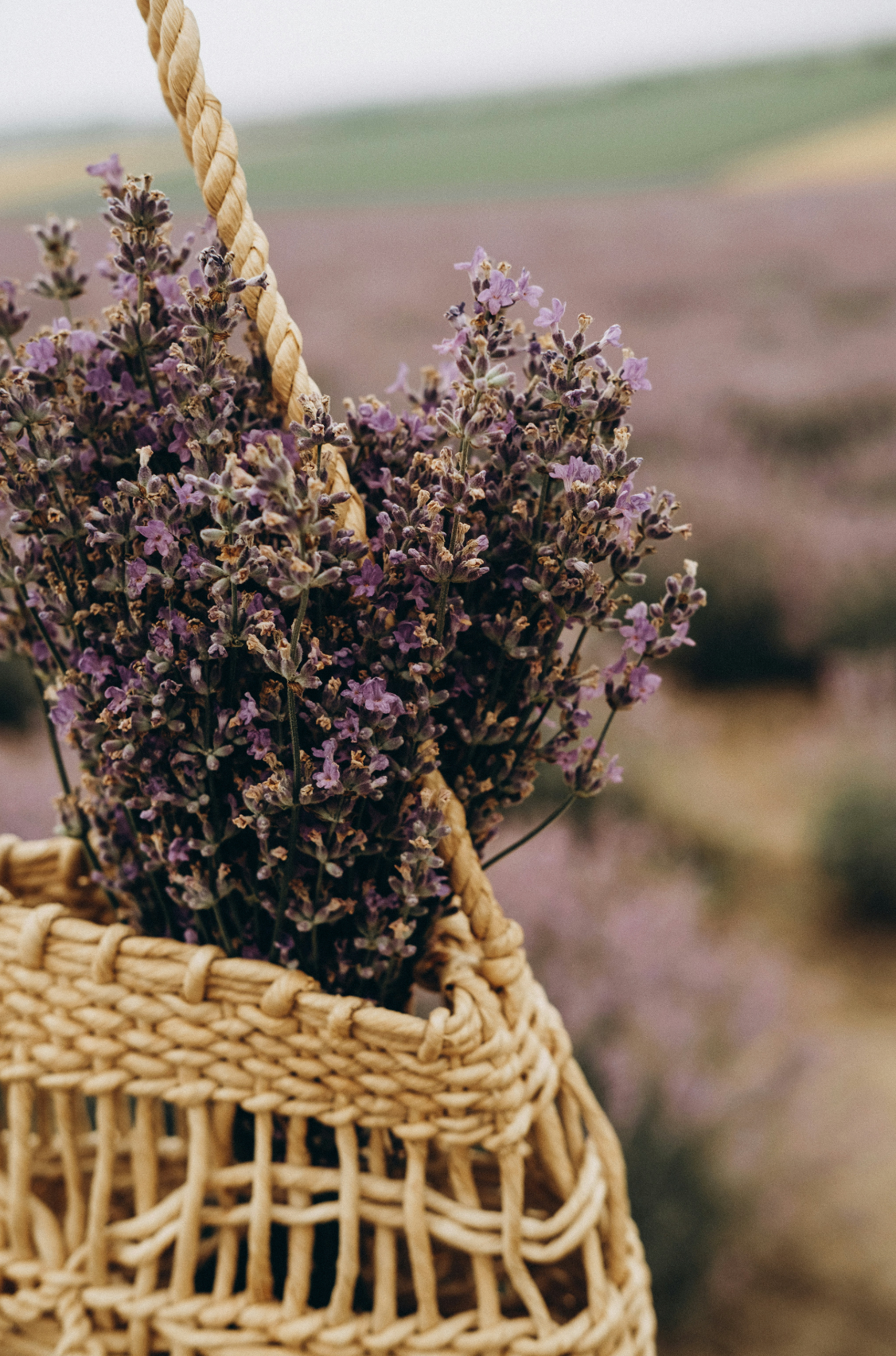 Elegant Cedar & Lavender 100 ml Room Spray
