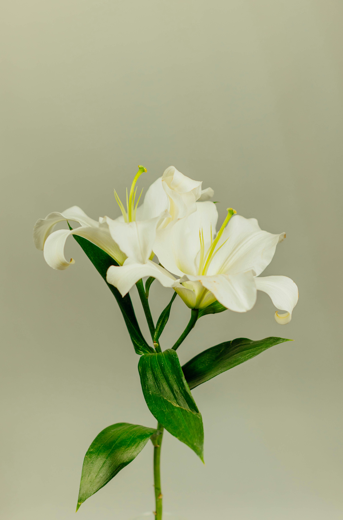 Elegant Gardenia 100 ml Room Spray