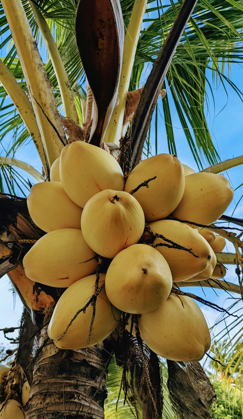 Elegant Mango Coconut 32 oz Body Wash