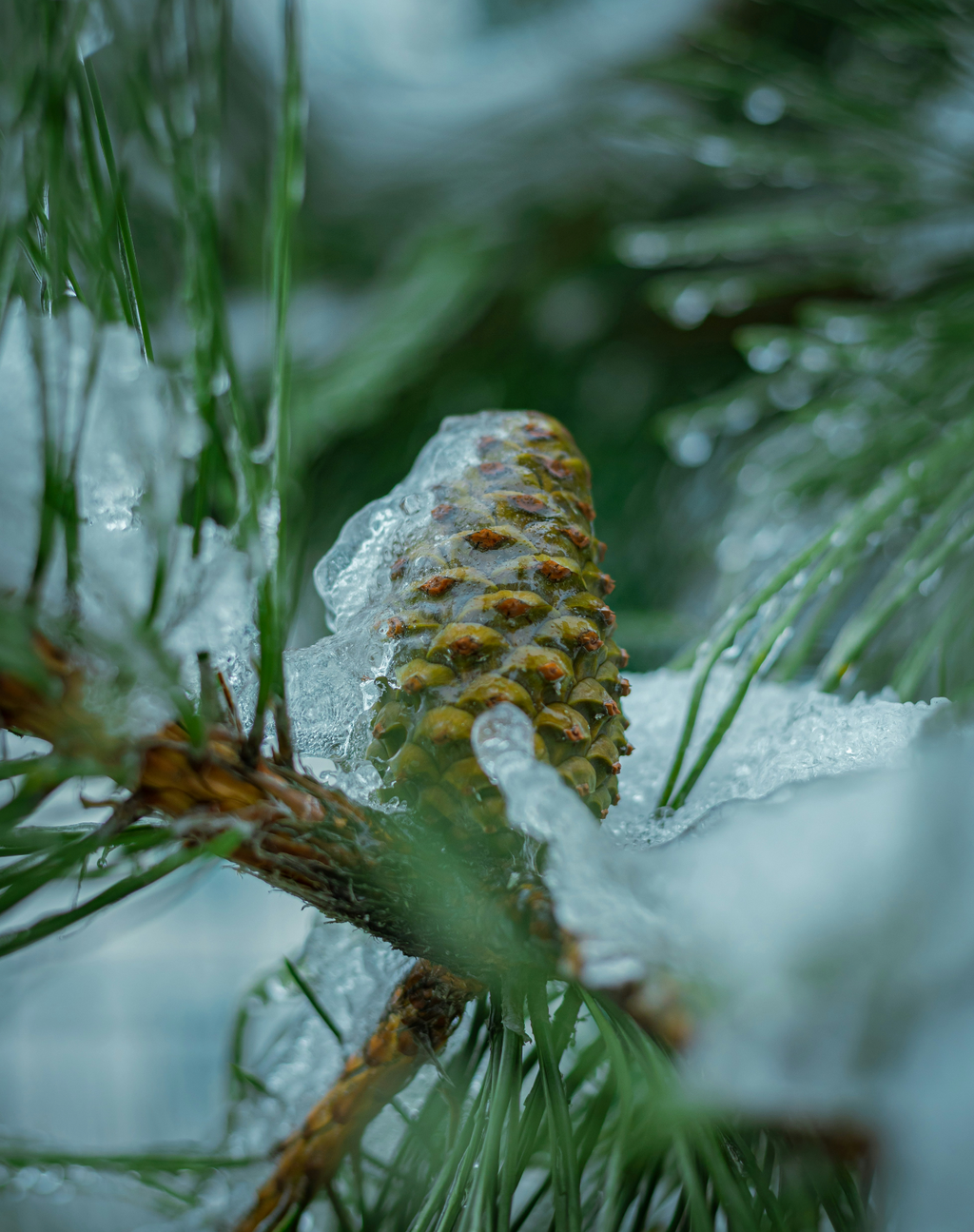 Elegant Frosted Fir 15.7 oz Liquid Hand Soap