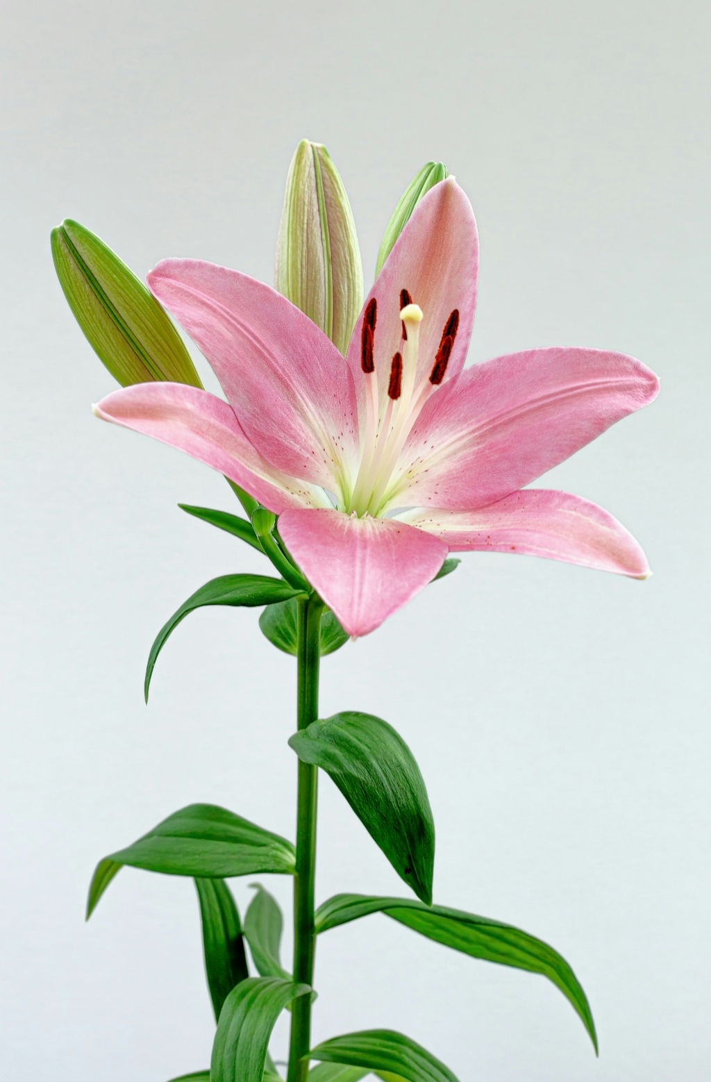 Elegant Peony & Lily 50 ml Perfume Oil Dropper