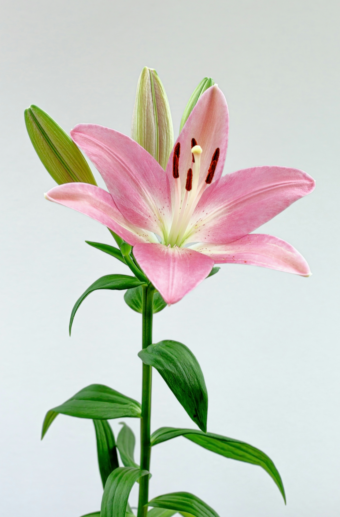 Elegant Peony & Lily 50 ml Perfume Oil Dropper