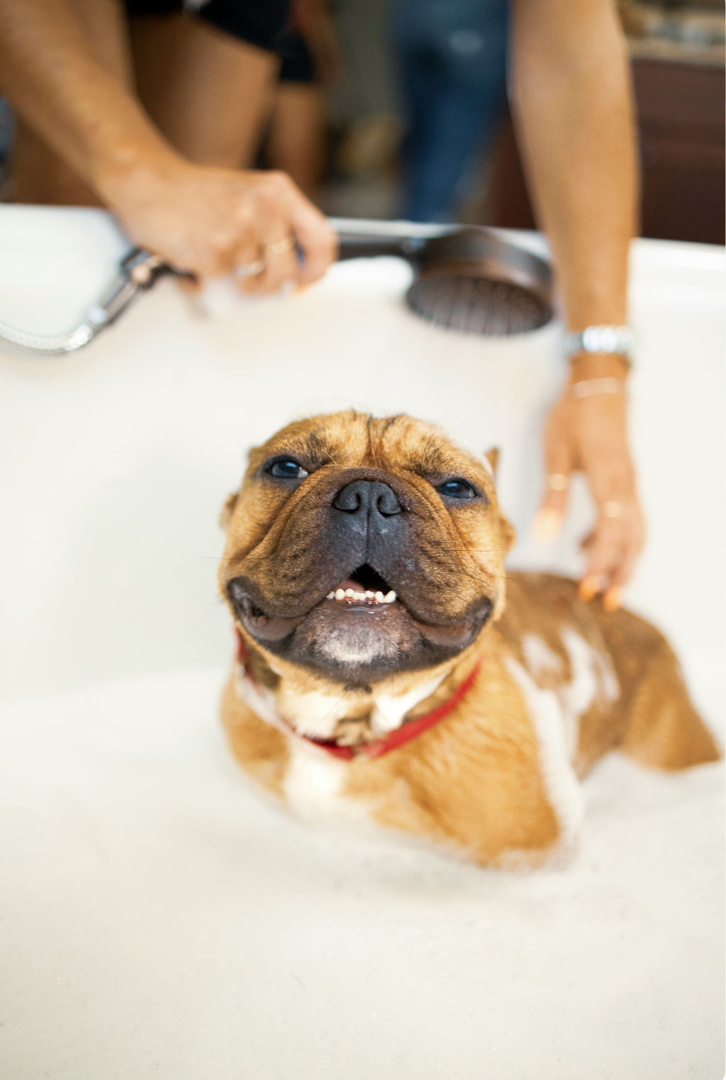 Elegant Sand + Paws Pet Shampoo & Conditioner - Baby Powder