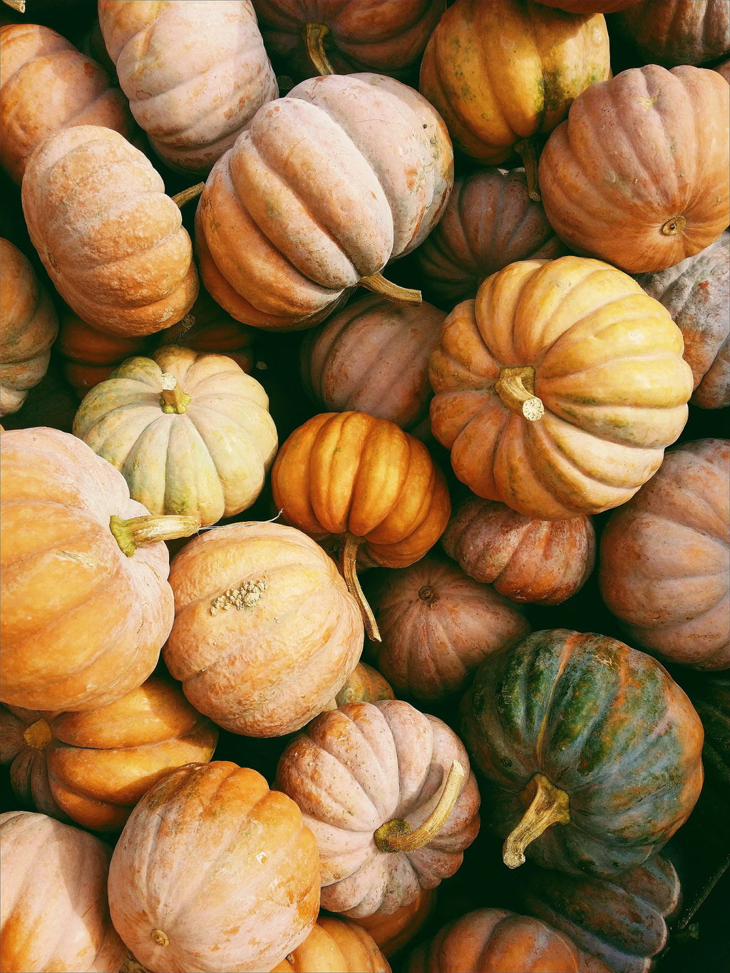 Elegant Pumpkin Harvest 15.2 oz Liquid Hand Soap